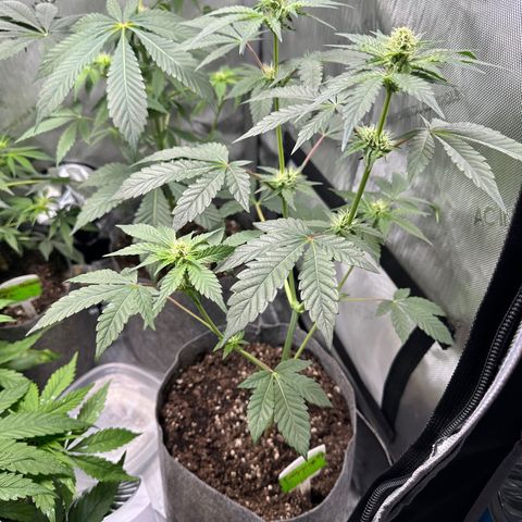 Fuegisima #1 growlog timeline photo