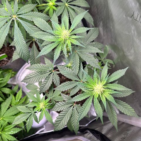 Fuegisima #1 growlog timeline photo