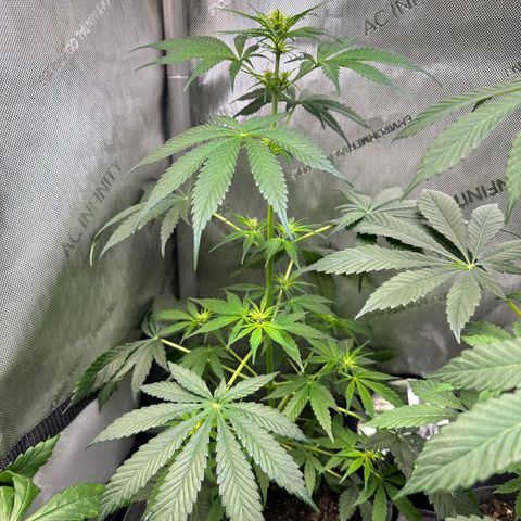Maui Panama #2 growlog timeline photo