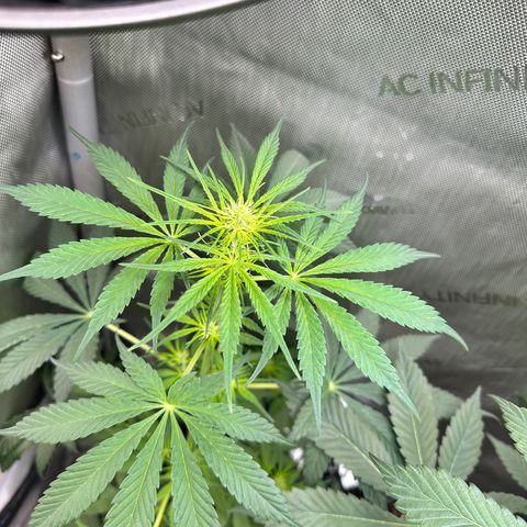 Maui Panama #2 growlog timeline photo