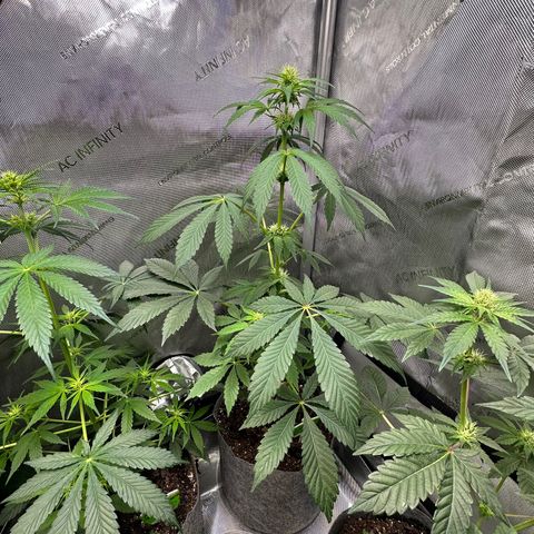 Fuegisima #2 growlog timeline photo