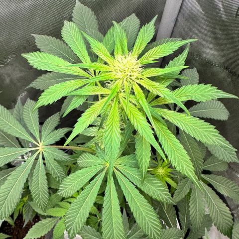 Fuegisima #2 growlog timeline photo