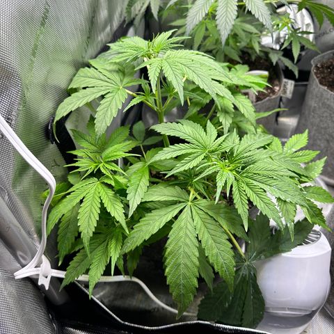 Maui Panama #3 growlog timeline photo