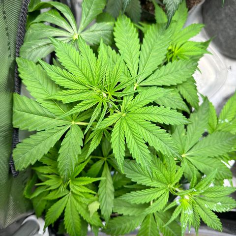 Maui Panama #3 growlog timeline photo