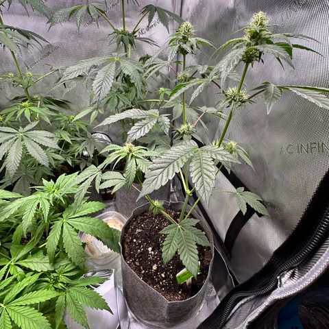 Fuegisima #1 growlog timeline photo