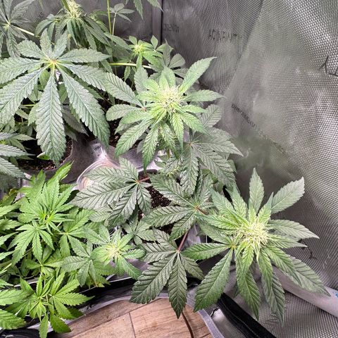 Fuegisima #1 growlog timeline photo