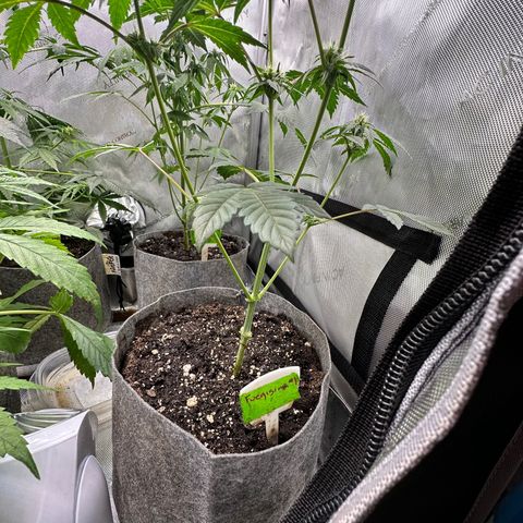 Fuegisima #1 growlog timeline photo