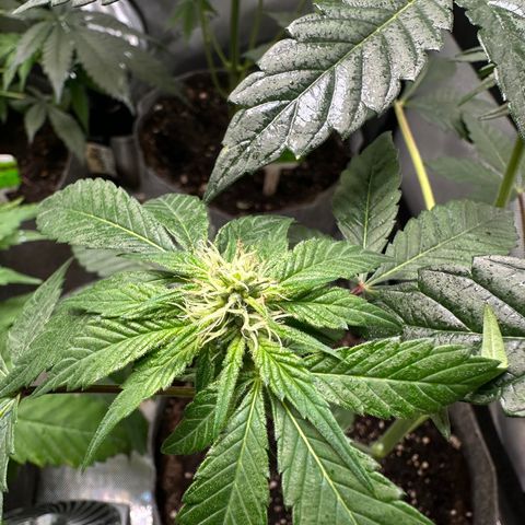 Fuegisima #1 growlog timeline photo