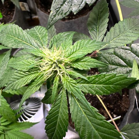 Fuegisima #1 growlog timeline photo