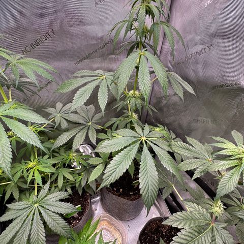Fuegisima #2 growlog timeline photo