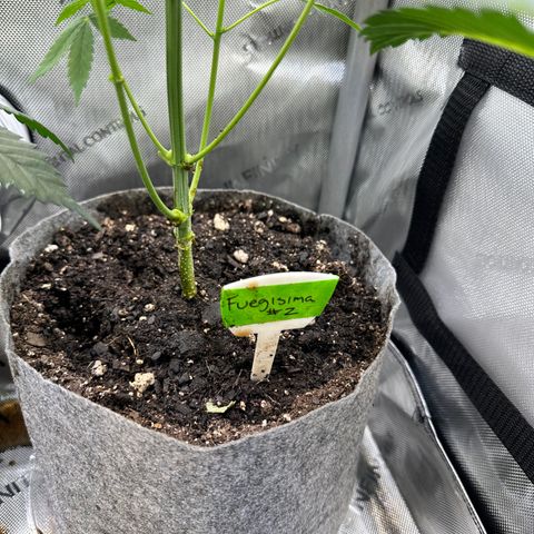 Fuegisima #2 growlog timeline photo