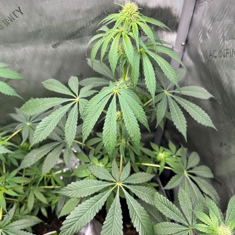 Fuegisima #2 growlog timeline photo