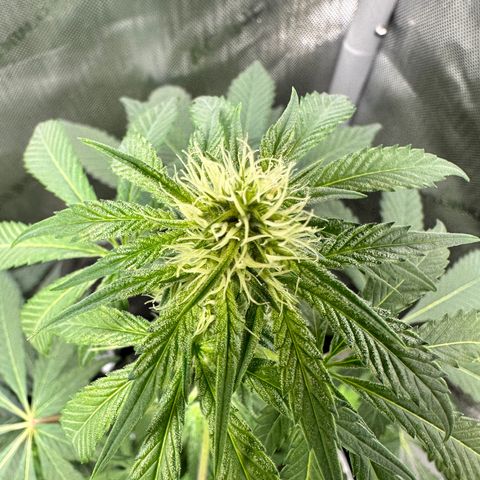 Fuegisima #2 growlog timeline photo