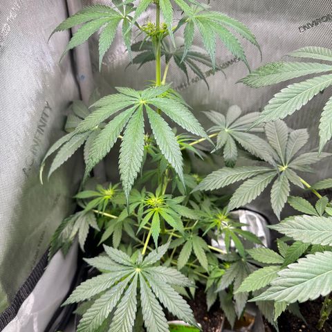Maui Panama #2 growlog timeline photo
