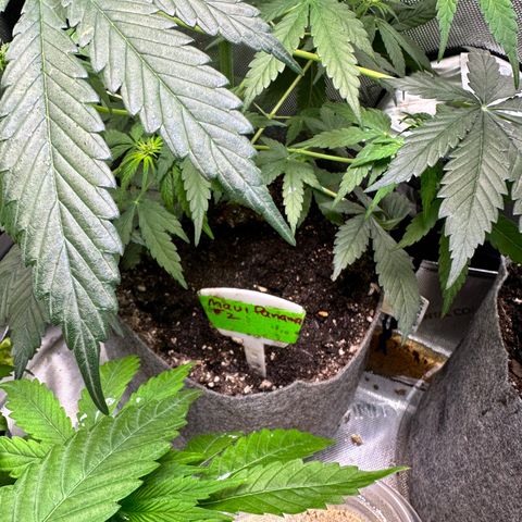 Maui Panama #2 growlog timeline photo