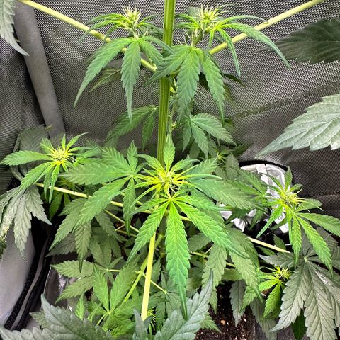 Maui Panama #2 growlog timeline photo