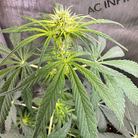 Maui Panama #2 growlog timeline photo