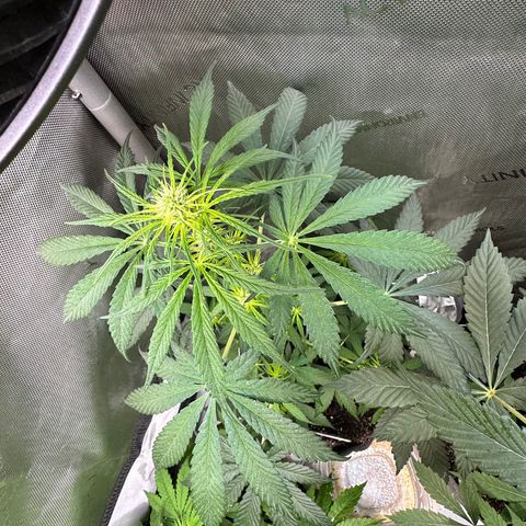 Maui Panama #2 growlog timeline photo