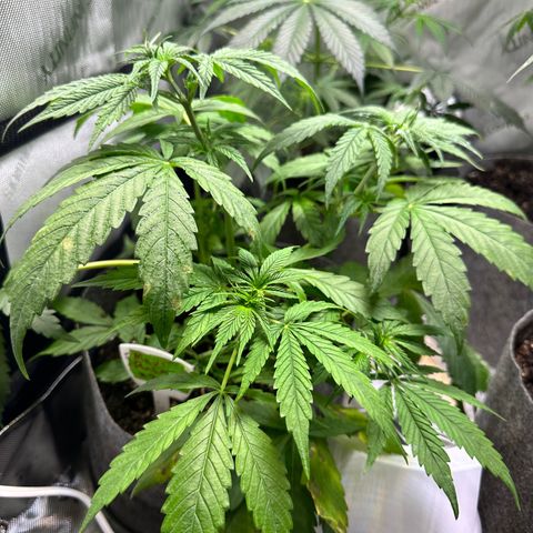 Maui Panama #3 growlog timeline photo