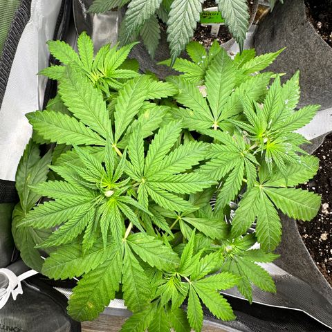 Maui Panama #3 growlog timeline photo