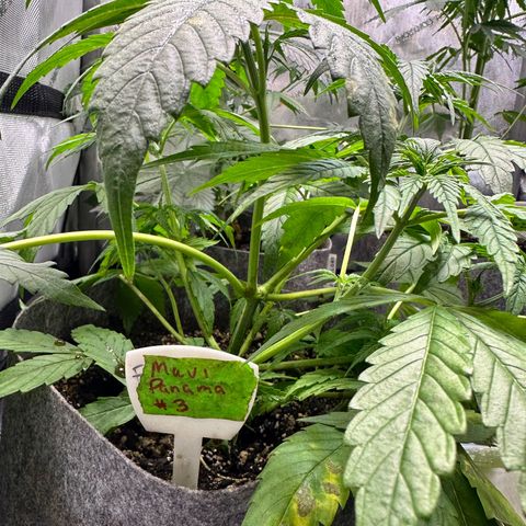 Maui Panama #3 growlog timeline photo