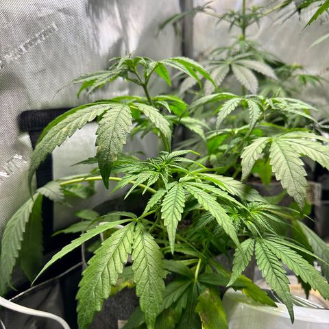 Maui Panama #3 growlog timeline photo