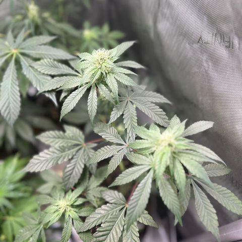 Fuegisima #1 growlog timeline photo