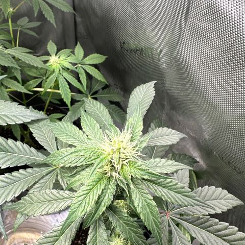 Fuegisima #1 growlog timeline photo