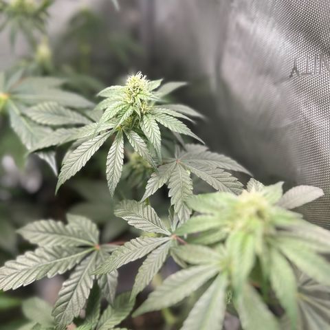 Fuegisima #1 growlog timeline photo