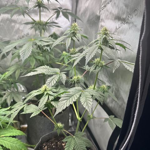 Fuegisima #1 growlog timeline photo