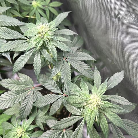 Fuegisima #1 growlog timeline photo