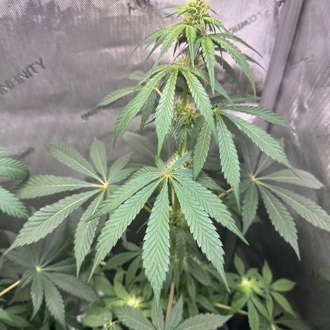 Fuegisima #2 growlog timeline photo