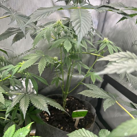 Fuegisima #2 growlog timeline photo