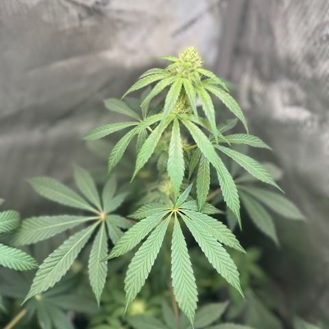 Fuegisima #2 growlog timeline photo