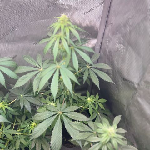 Fuegisima #2 growlog timeline photo