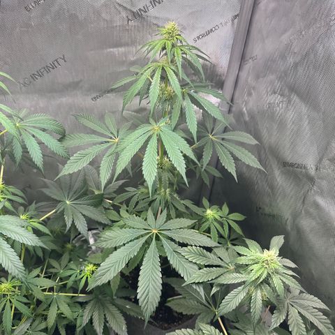 Fuegisima #2 growlog timeline photo