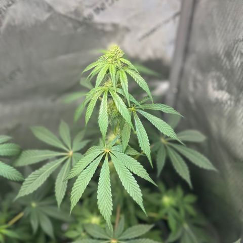 Fuegisima #2 growlog timeline photo