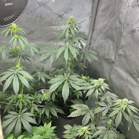 Fuegisima #2 growlog timeline photo