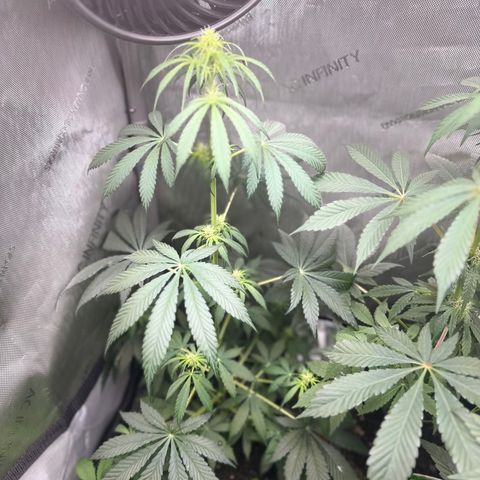 Maui Panama #2 growlog timeline photo