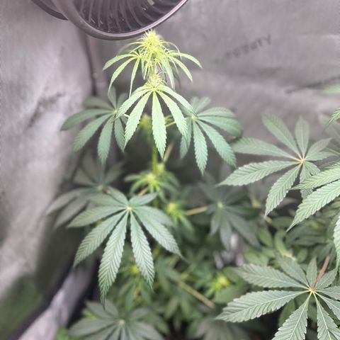 Maui Panama #2 growlog timeline photo