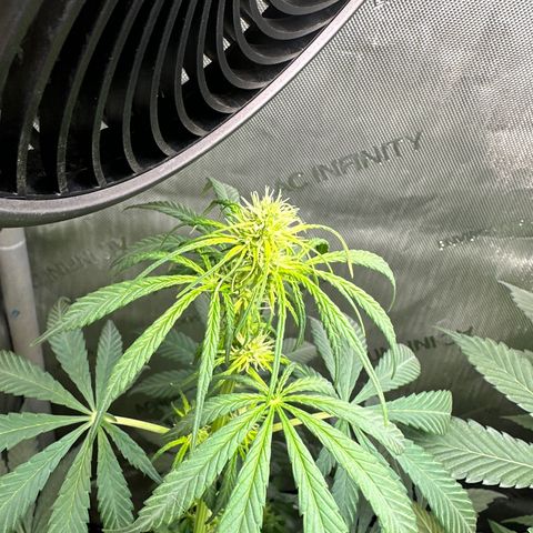 Maui Panama #2 growlog timeline photo