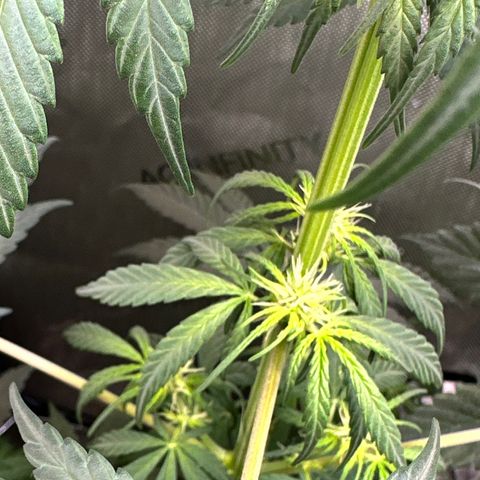 Maui Panama #2 growlog timeline photo