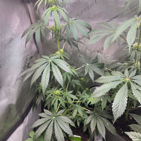 Maui Panama #2 growlog timeline photo