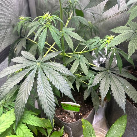 Maui Panama #2 growlog timeline photo