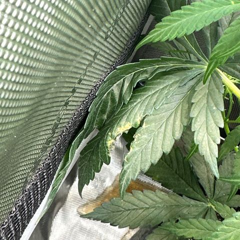 Maui Panama #2 growlog timeline photo