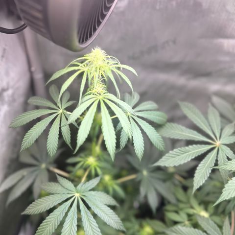 Maui Panama #2 growlog timeline photo