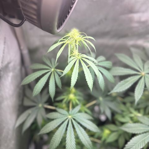 Maui Panama #2 growlog timeline photo