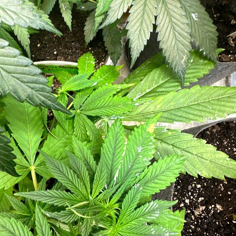 Maui Panama #3 growlog timeline photo