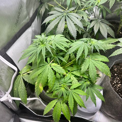 Maui Panama #3 growlog timeline photo