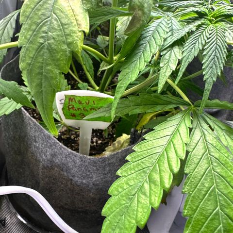 Maui Panama #3 growlog timeline photo